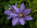 Clematis Anna German IMG_2532 Powojnik